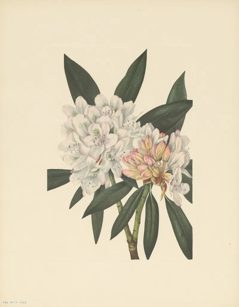 Rosebay Rhododendron Rhododendron Maximum 3