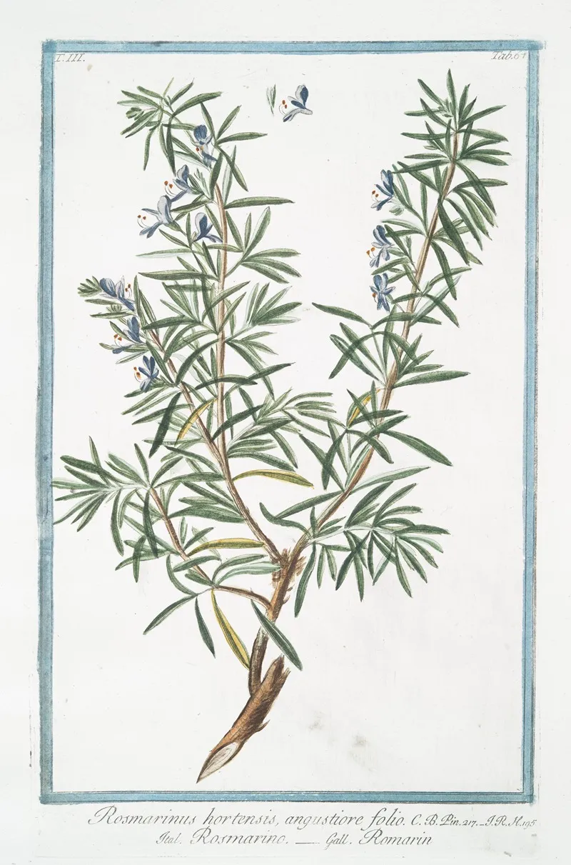 Rosemarinus Hortensis Angustiore Folio Rosmarino Rosmarin Rosemary