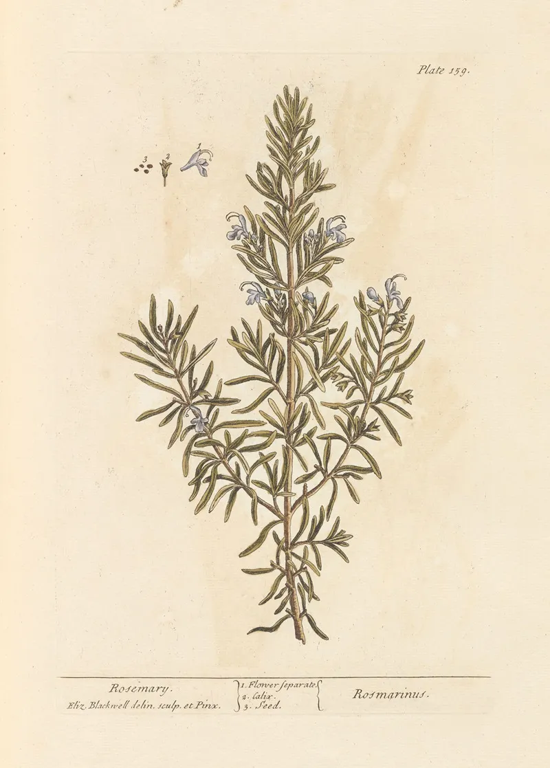 Rosemary 2 Wall Art by Elizabeth Blackwell - High-Resolution Digital Print