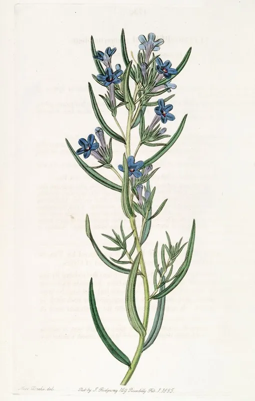 Rosemary Leaved Gromwell Wall Art by Sydenham Edwards - High-Resolution Digital Print