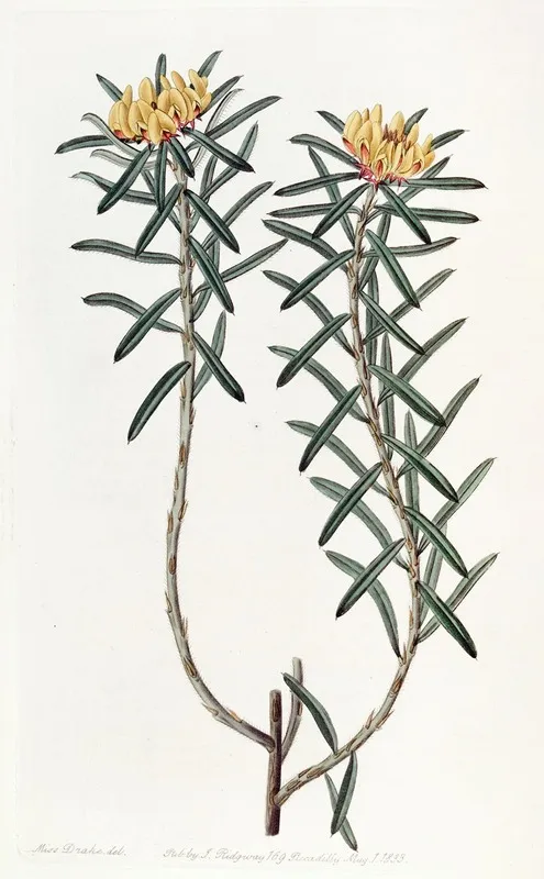 Rosemary Leaved Pultenaea Wall Art by Sydenham Edwards - High-Resolution Digital Print