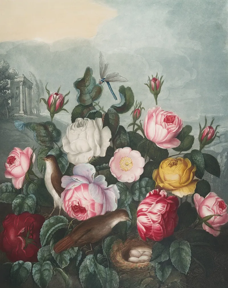 Roses 39 Wall Art by Robert John Thornton - High-Resolution Digital Print