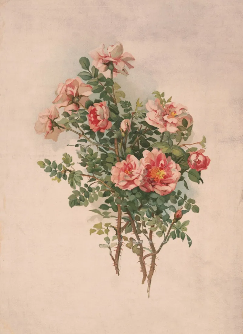 Roses 42