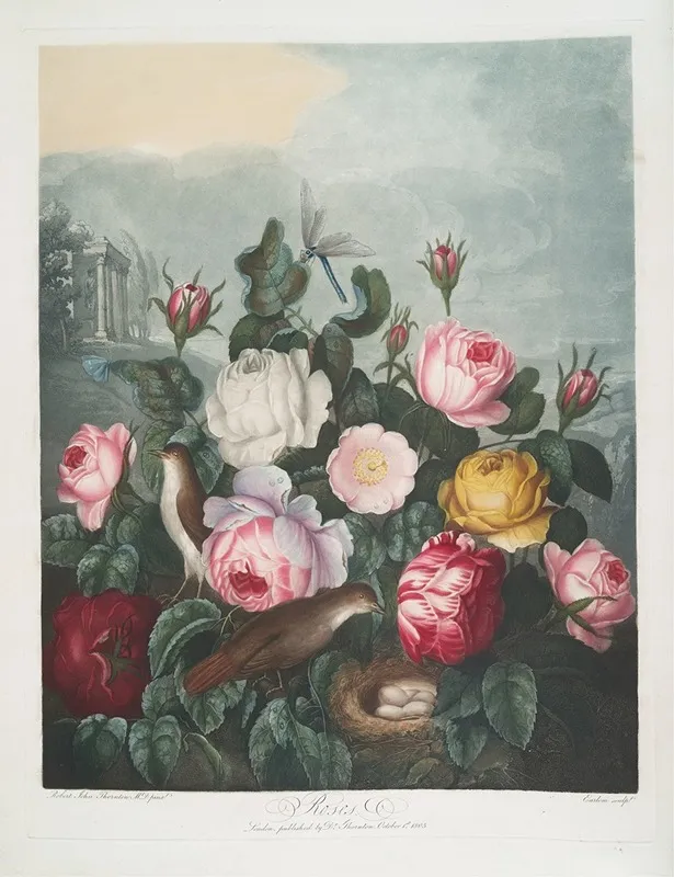 Roses 7 Wall Art by Robert John Thornton - High-Resolution Digital Print