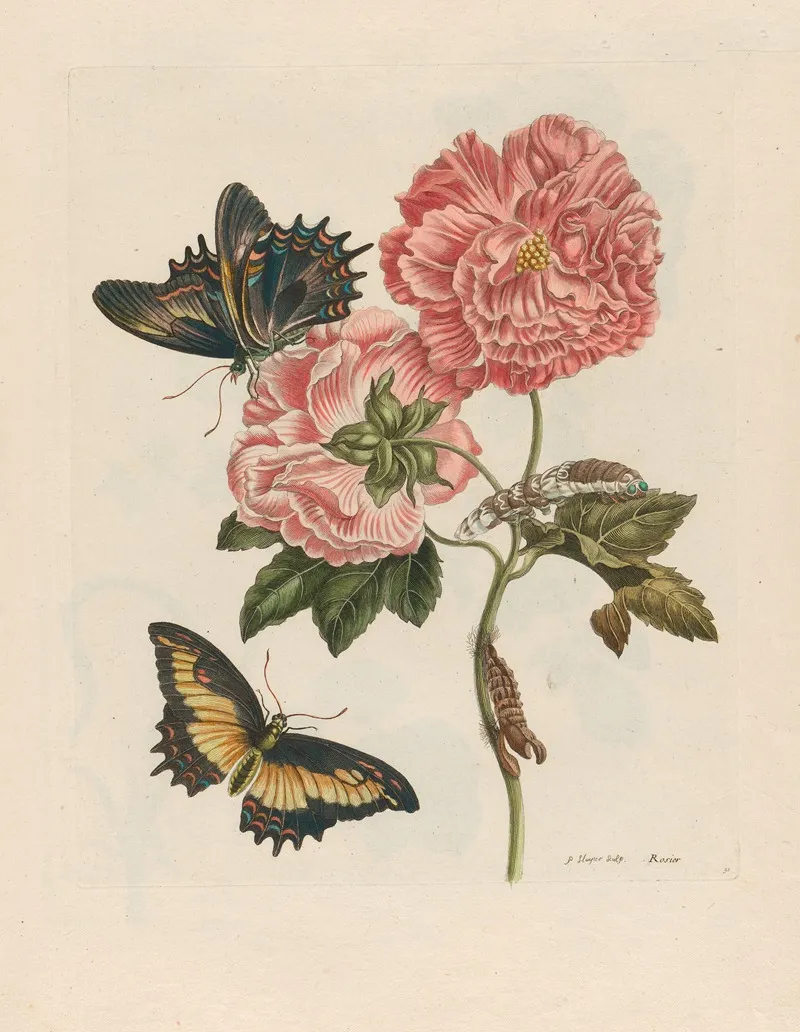 Rosier 2