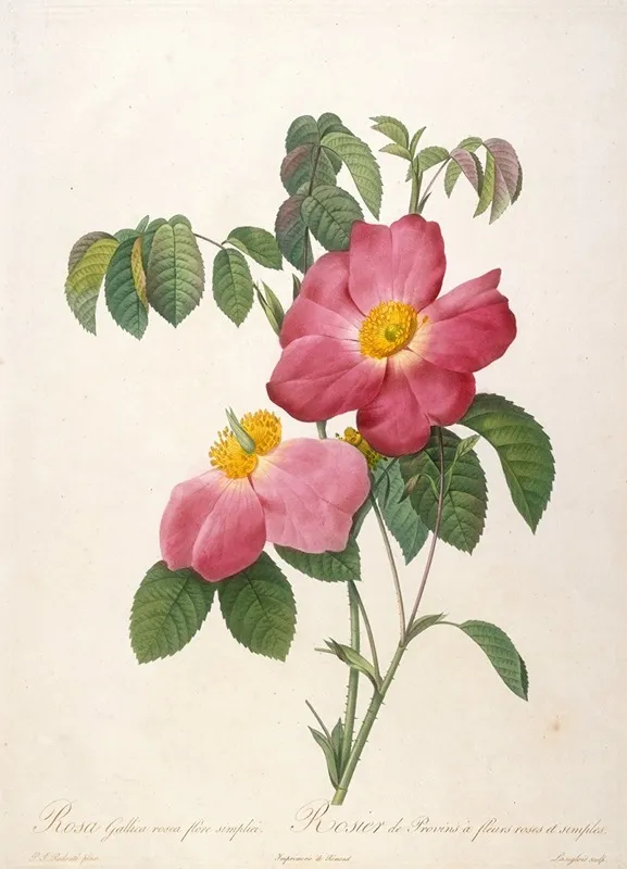 Rosier De Provinsi A Fleurs Roses Et Simples From La Couronne Des Roses Wall Art by Pierre Joseph Redouté - High-Resolution Digital Print