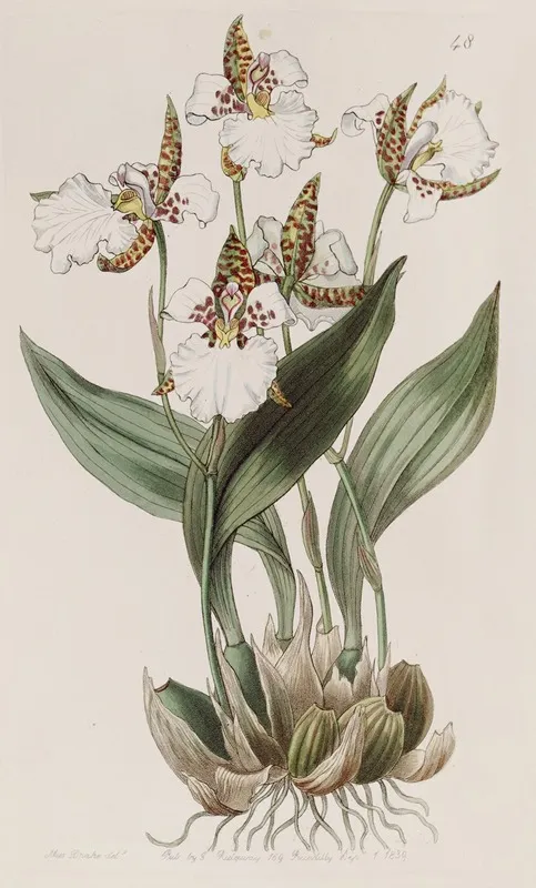 Rosss Odontoglossum Wall Art by Sydenham Edwards - High-Resolution Digital Print