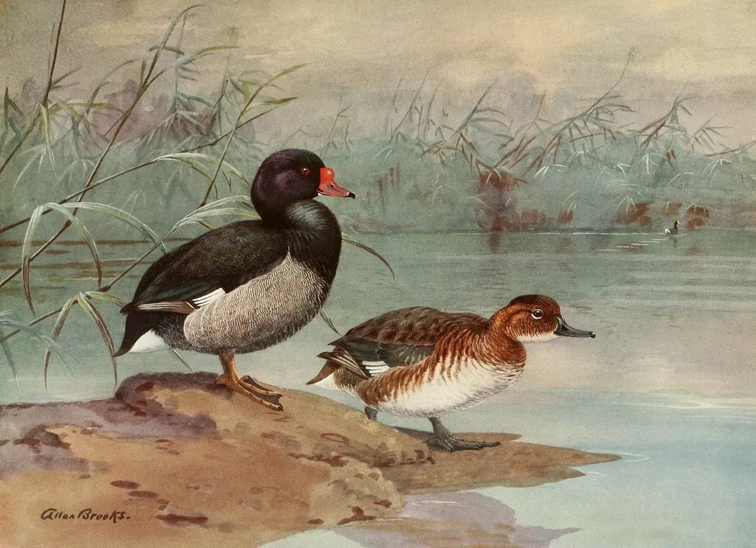 Rosy Billed Duck Wall Art by Allan Brooks - High-Resolution Digital Print