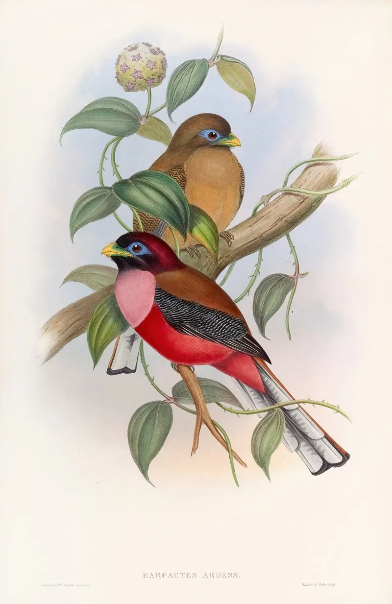 Rosy Breasted Trogon Wall Art by John Gould - High-Resolution Digital Print