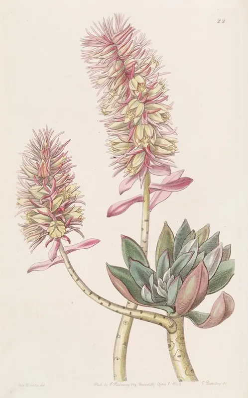 Rosy Echeveria Wall Art by Sydenham Edwards - High-Resolution Digital Print