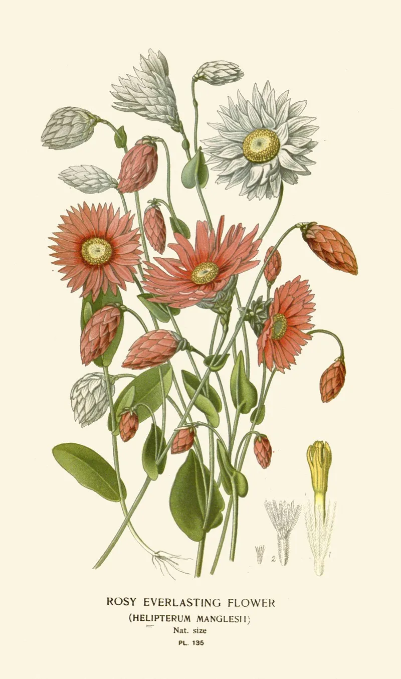 Rosy Everlasting Flower Wall Art by Edward Step - High-Resolution Digital Print
