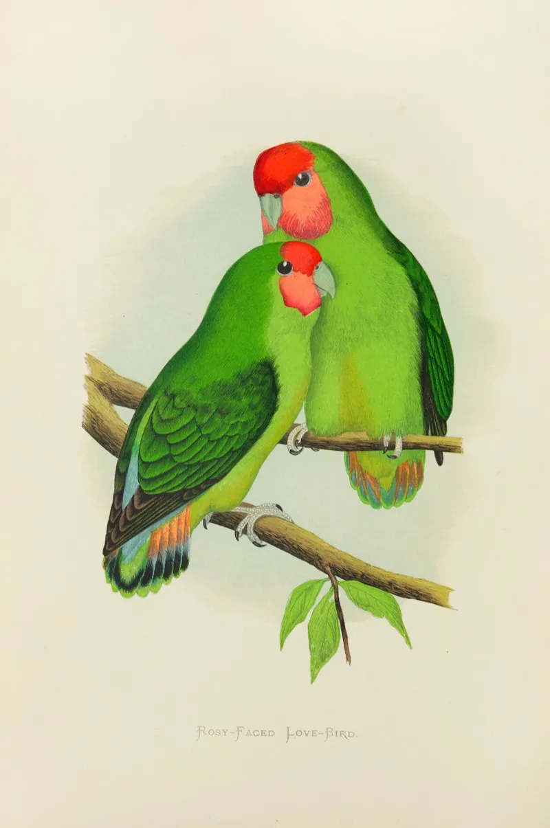 Rosy Faced Love Bird Wall Art by Alexander Francis Lydon - High-Resolution Digital Print