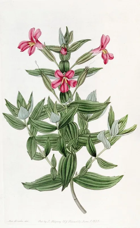 Rosy Monkey Flower Wall Art by Sydenham Edwards - High-Resolution Digital Print