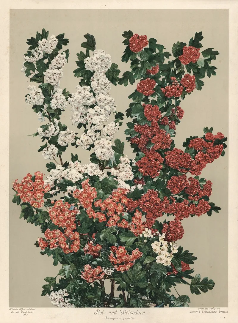 Rot Und Weissdorn Crataegus Oxyacanthea Wall Art by Leutert &amp; Schneidewind - High-Resolution Digital Print