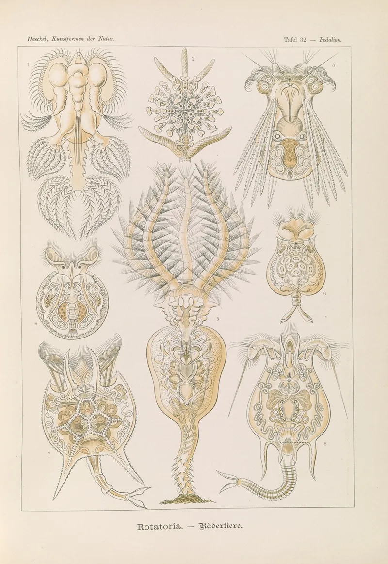 Rotatoria Radertiere Wall Art by Ernst Haeckel - High-Resolution Digital Print