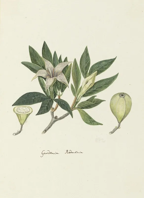 Rothmannia Capensis Thunb Formerly Gardenia Capensis Druce Wild Gardenia Or Common Rothmannia Wall Art by Robert Jacob Gordon - High-Resolution Digital Print