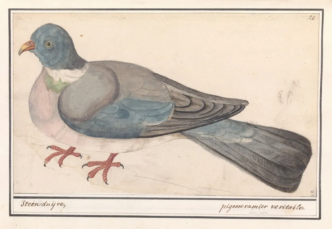 Rotsduif Columba Livia Wall Art by Anselmus Boëtius de Boodt - High-Resolution Digital Print