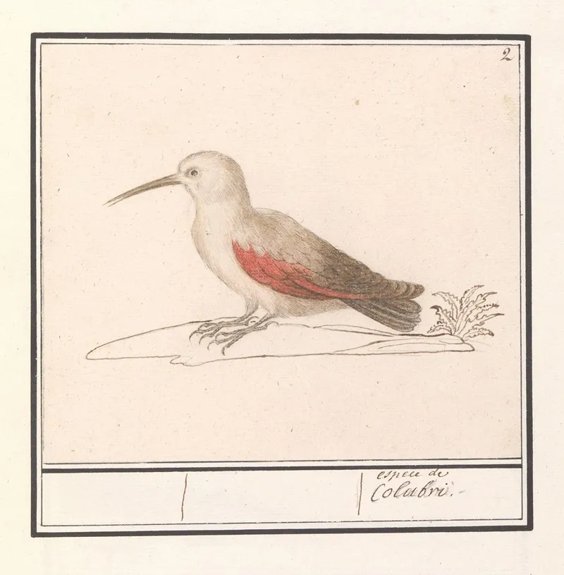 Rotskruiper Tichodroma Muraria Wall Art by Anselmus Boëtius de Boodt - High-Resolution Digital Print