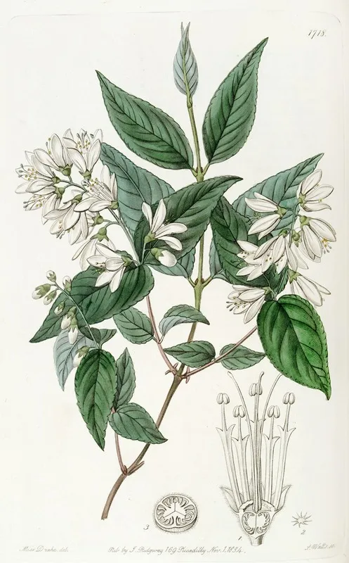 Rough Leaved Deutzia Wall Art by Sydenham Edwards - High-Resolution Digital Print