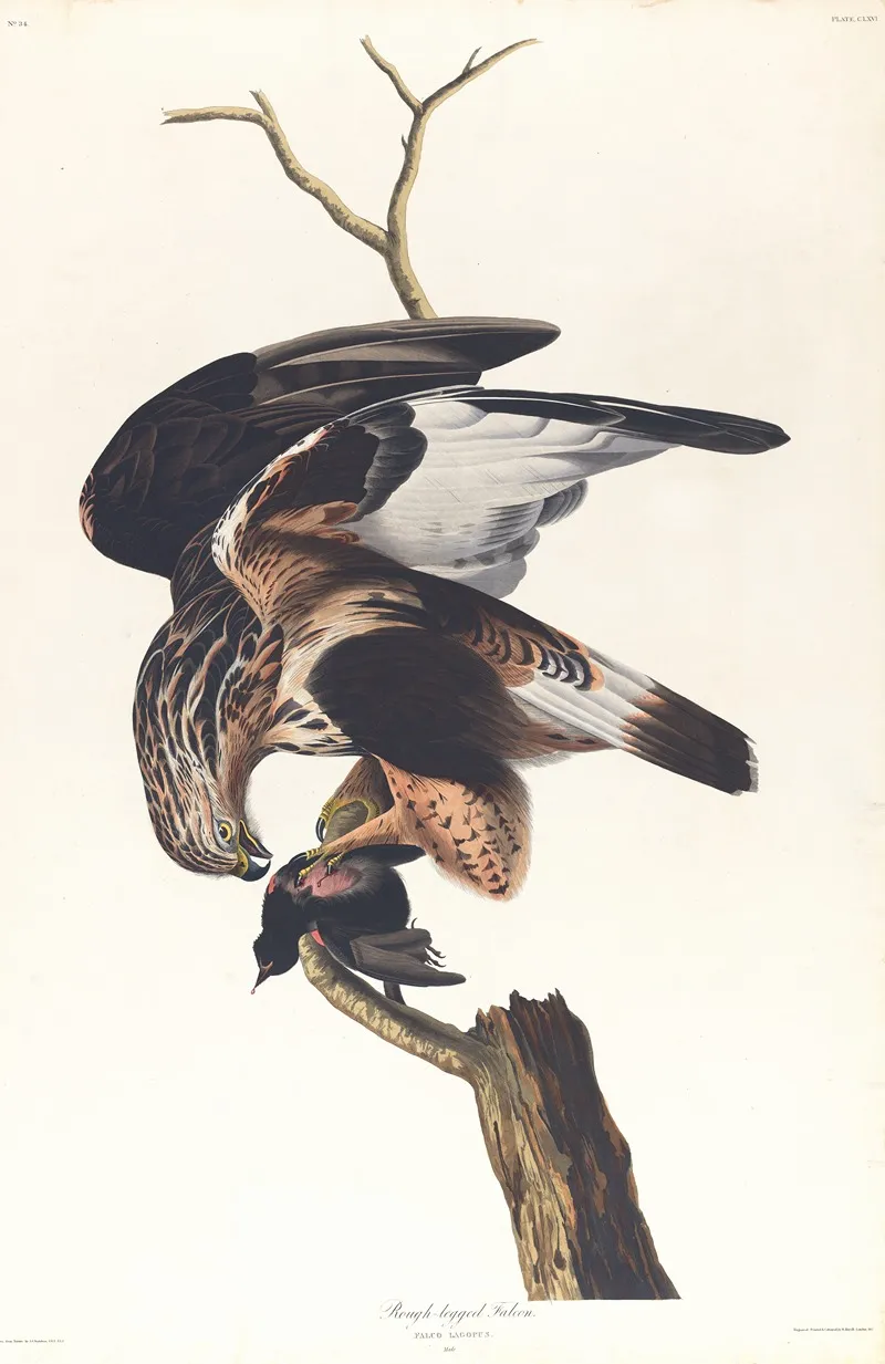 Rough Legged Falcon Wall Art by John James Audubon - High-Resolution Digital Print