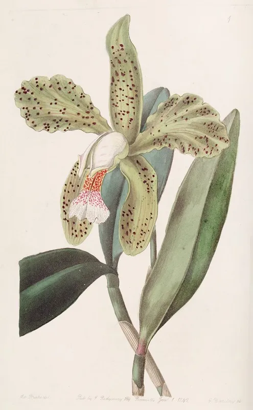 Rough Lipped Cattleya Wall Art by Sydenham Edwards - High-Resolution Digital Print