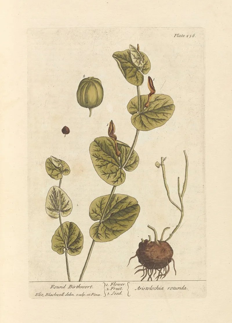 Round Birthwort Wall Art by Elizabeth Blackwell - High-Resolution Digital Print