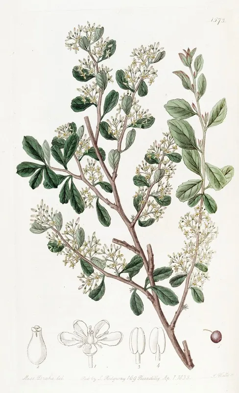 Round Leaved Duvaua Wall Art by Sydenham Edwards - High-Resolution Digital Print
