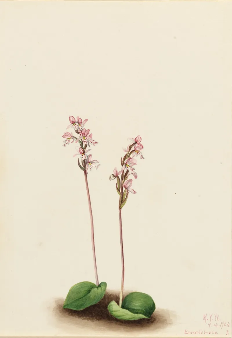 Roundleaf Orchis Orchis Rotundifolia 2
