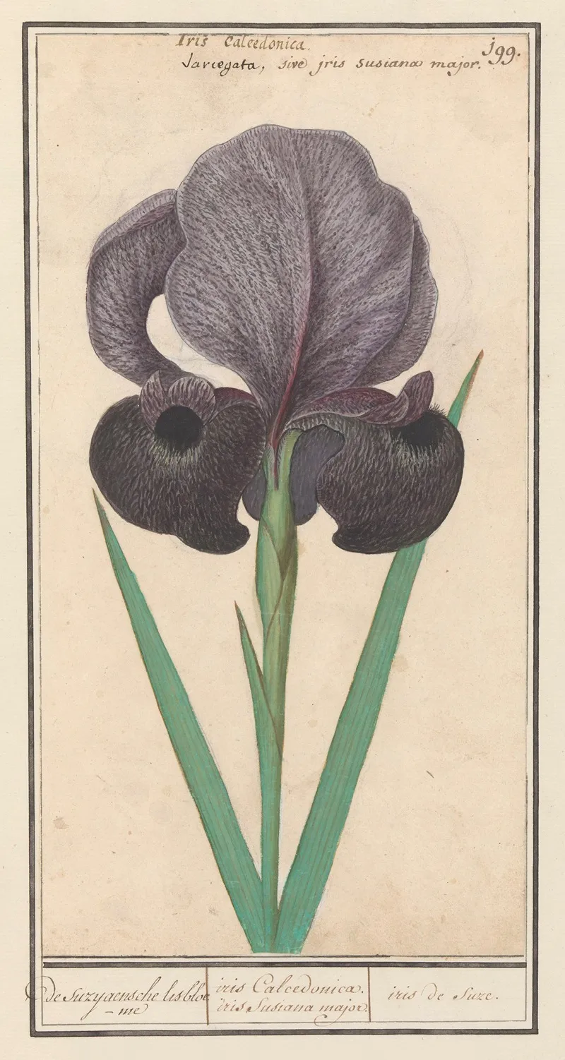 Rouw Iris Iris Susiana De Suzyaensche Lisbloeme Iris Calcedonica Iris Susiana Major Iris De Suze Wall Art by Anselmus Boëtius de Boodt - High-Resolution Digital Print