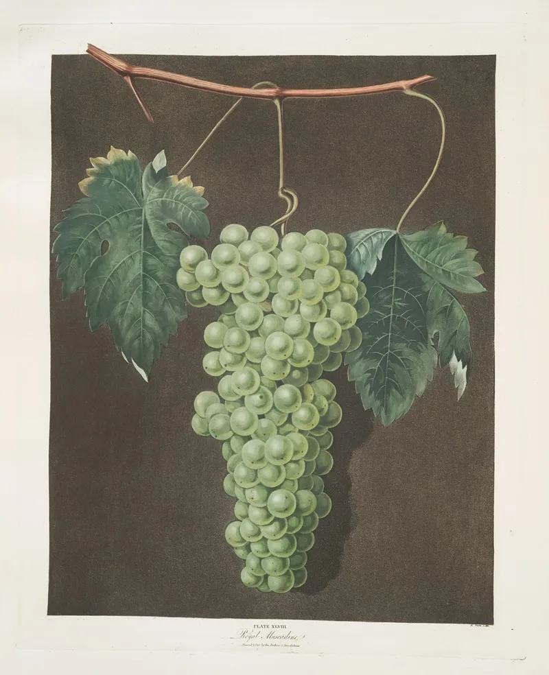 Royal Muscadine Grapes Wall Art by George Brookshaw - High-Resolution Digital Print