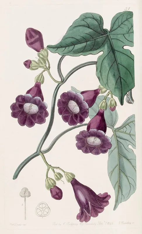 Royal Purple Gaybine Wall Art by Sydenham Edwards - High-Resolution Digital Print
