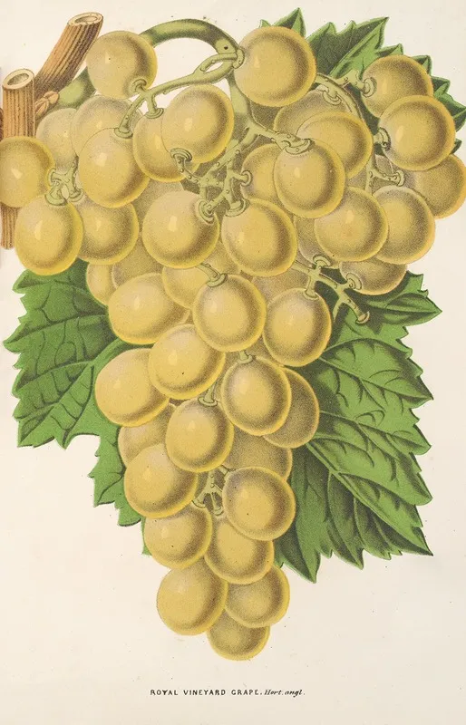 Royal Vineyard Grape Wall Art by Charles Antoine Lemaire - High-Resolution Digital Print