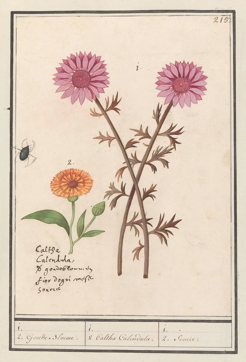 Roze Bloem Onbekend En Goudsbloem Calendula Officinalis Wall Art by Anselmus Boëtius de Boodt - High-Resolution Digital Print