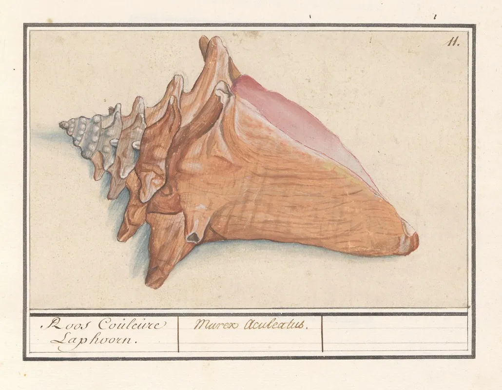 Roze Vleugelhoorn Strombus Gigas Roos Couleure Laphoorn Murex Aculeatus Wall Art by Anselmus Boëtius de Boodt - High-Resolution Digital Print