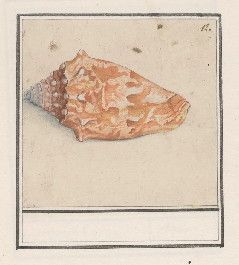 Roze Vleugelhoorn Strombus Gigas Wall Art by Anselmus Boëtius de Boodt - High-Resolution Digital Print