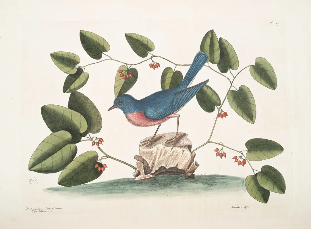 Rubecula Americana The Blue Bird Smilax Non Spinola Bumilis Aristolochiae Baccis Rubris Wall Art by Mark Catesby - High-Resolution Digital Print
