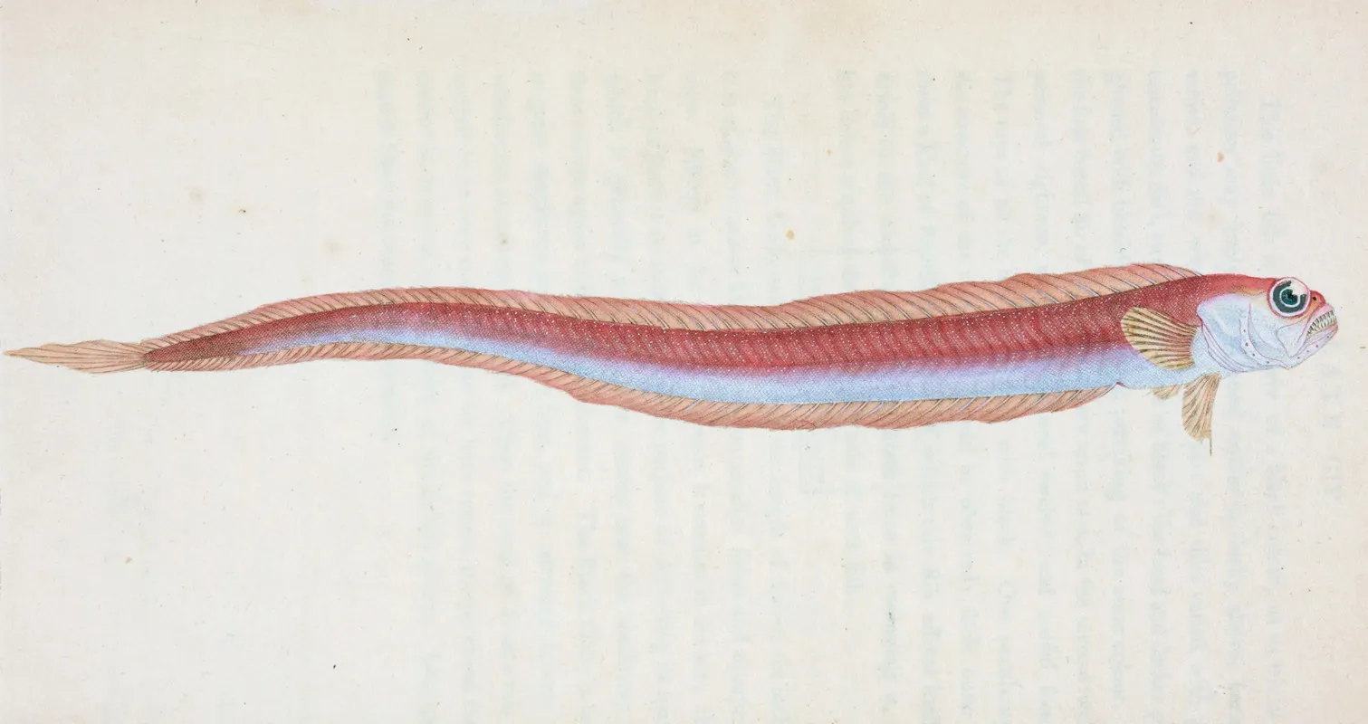 Rubescent Band Fish Cepola Rubescens Wall Art by Edward Donovan - High-Resolution Digital Print