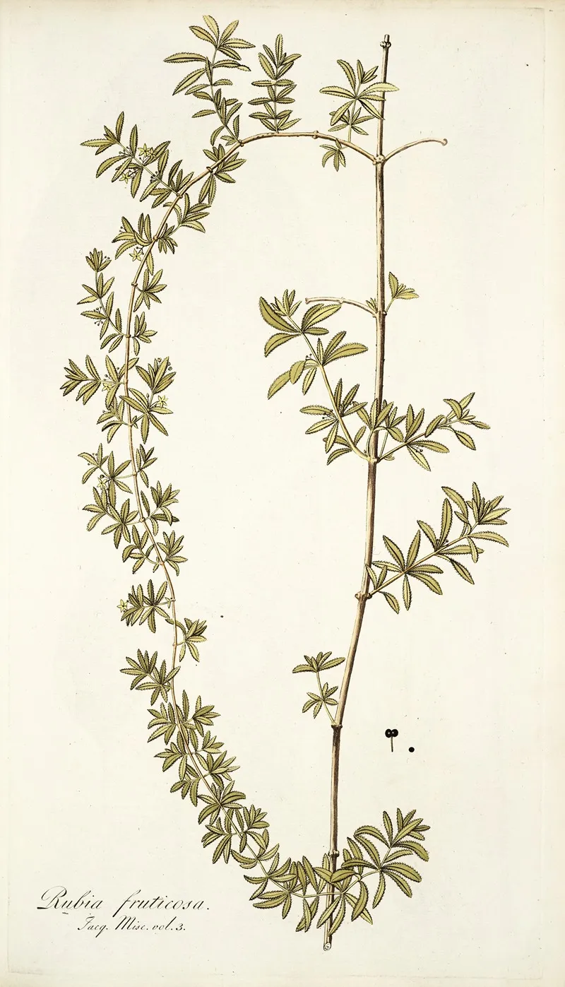 Rubia Fruticosa Wall Art by Nikolaus Joseph Freiherr von Jacquin - High-Resolution Digital Print
