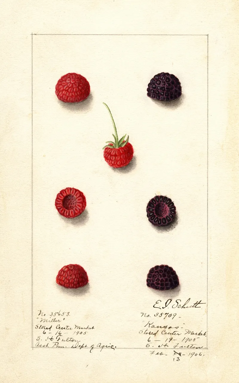 Rubus 2