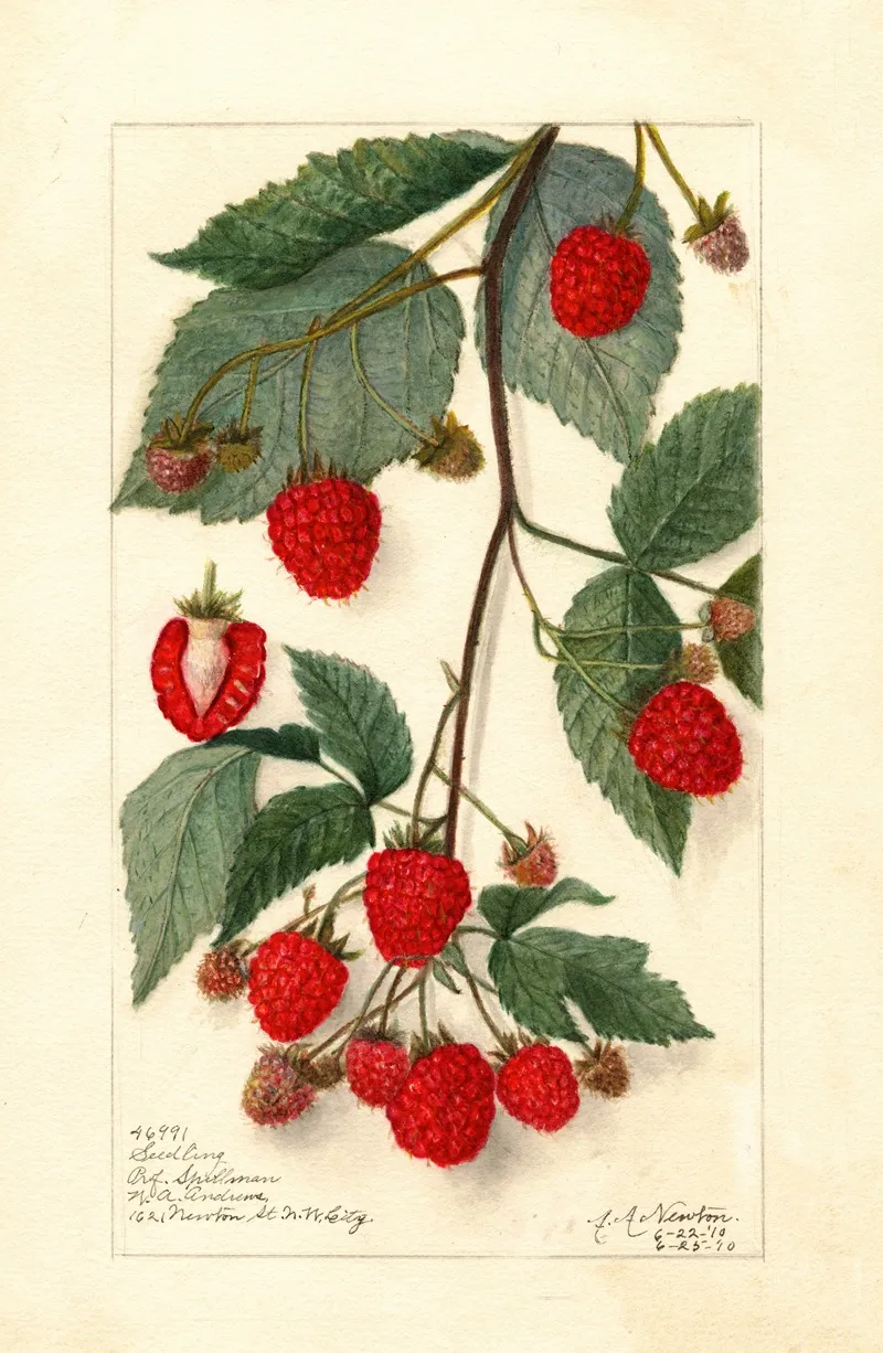 Rubus 3 Wall Art by Amanda Almira Newton - High-Resolution Digital Print