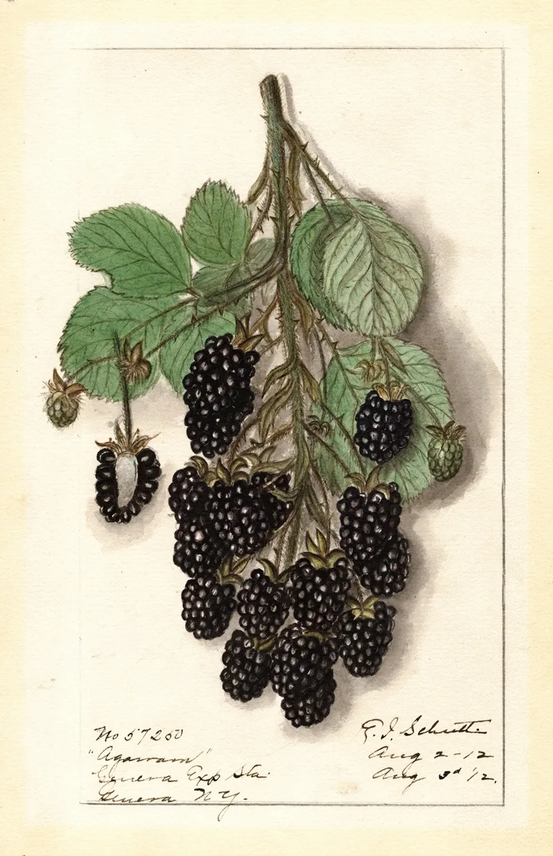 Rubus Agawam Wall Art by Ellen Isham Schutt - High-Resolution Digital Print
