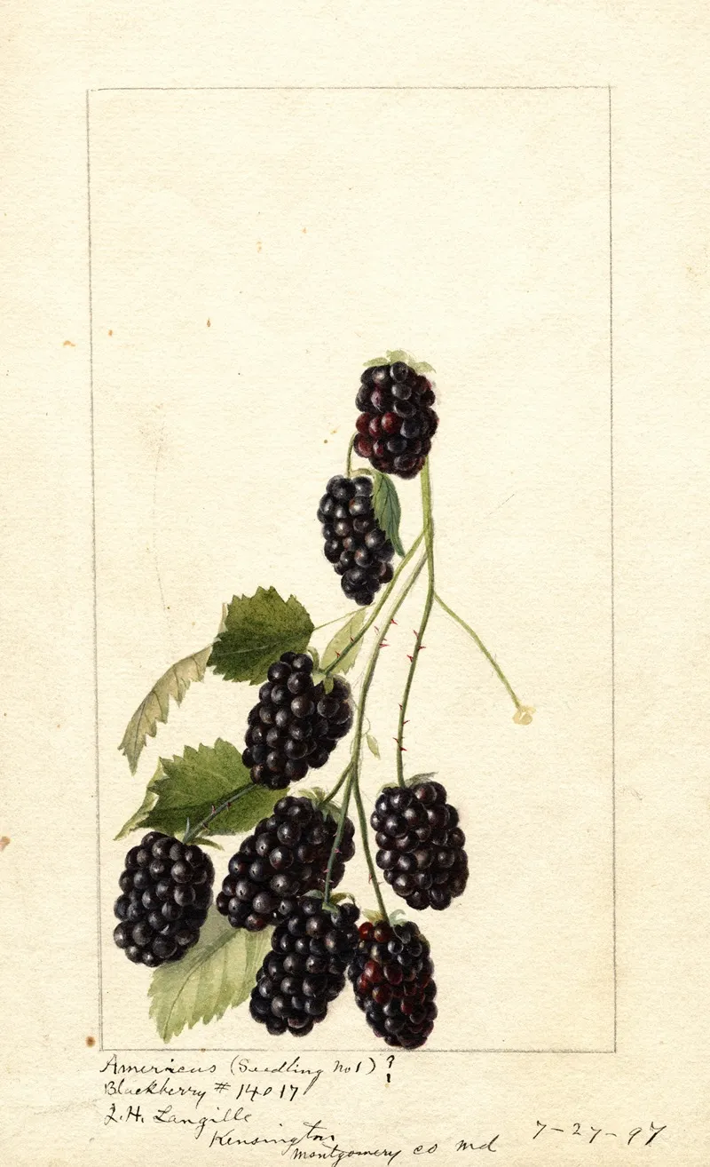 Rubus Americus