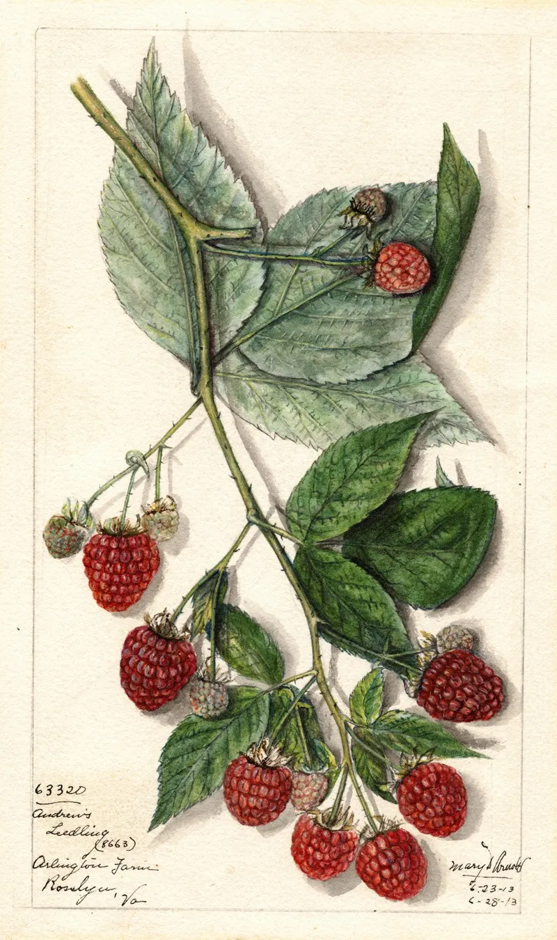 Rubus Andrews Wall Art by Mary Daisy Arnold - High-Resolution Digital Print