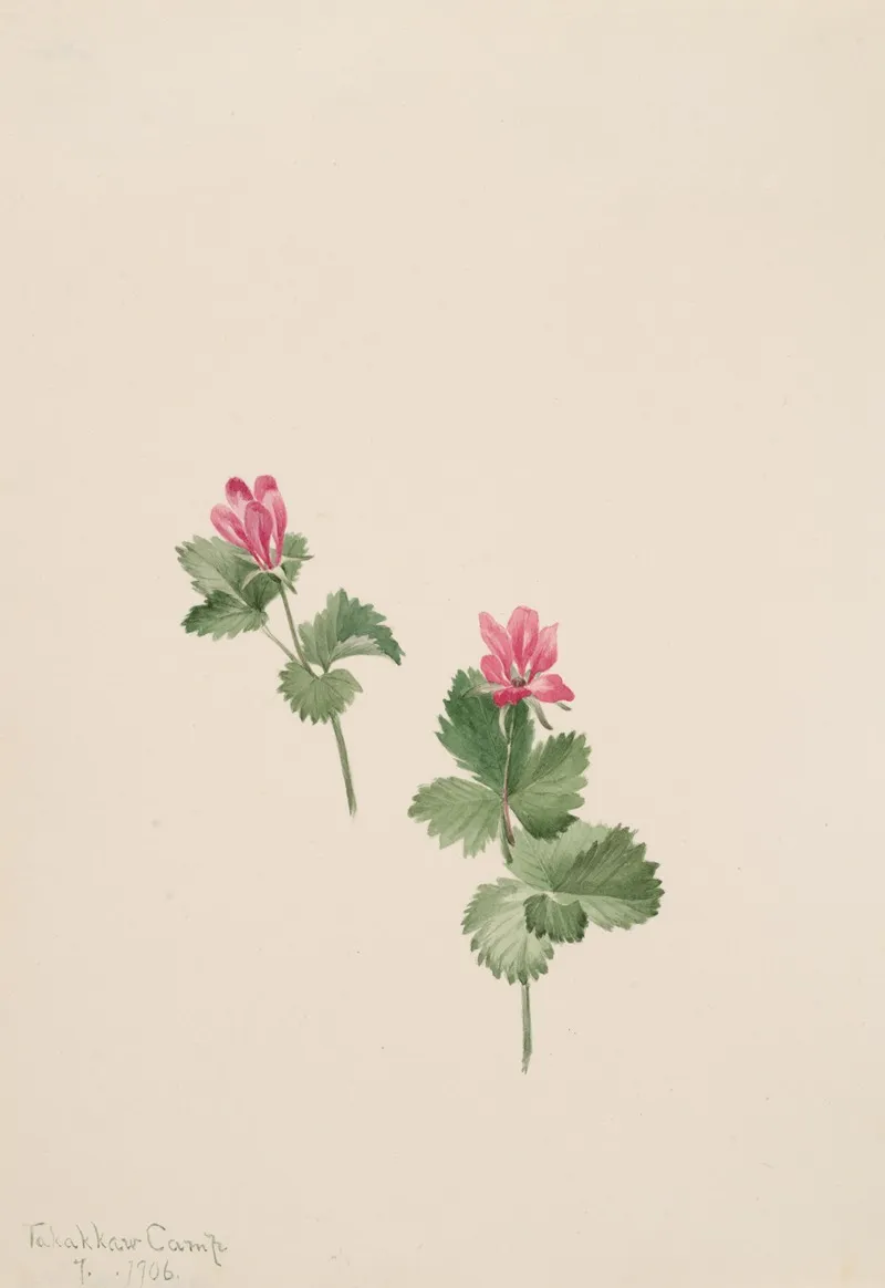 Rubus Articus