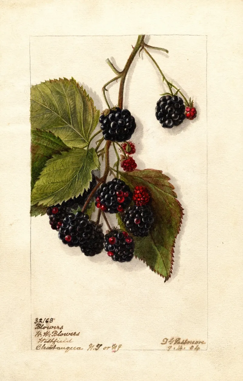 Rubus Blowers 2 Wall Art by Deborah Griscom Passmore - High-Resolution Digital Print