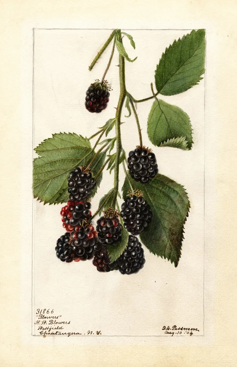 Rubus Blowers Wall Art by Deborah Griscom Passmore - High-Resolution Digital Print
