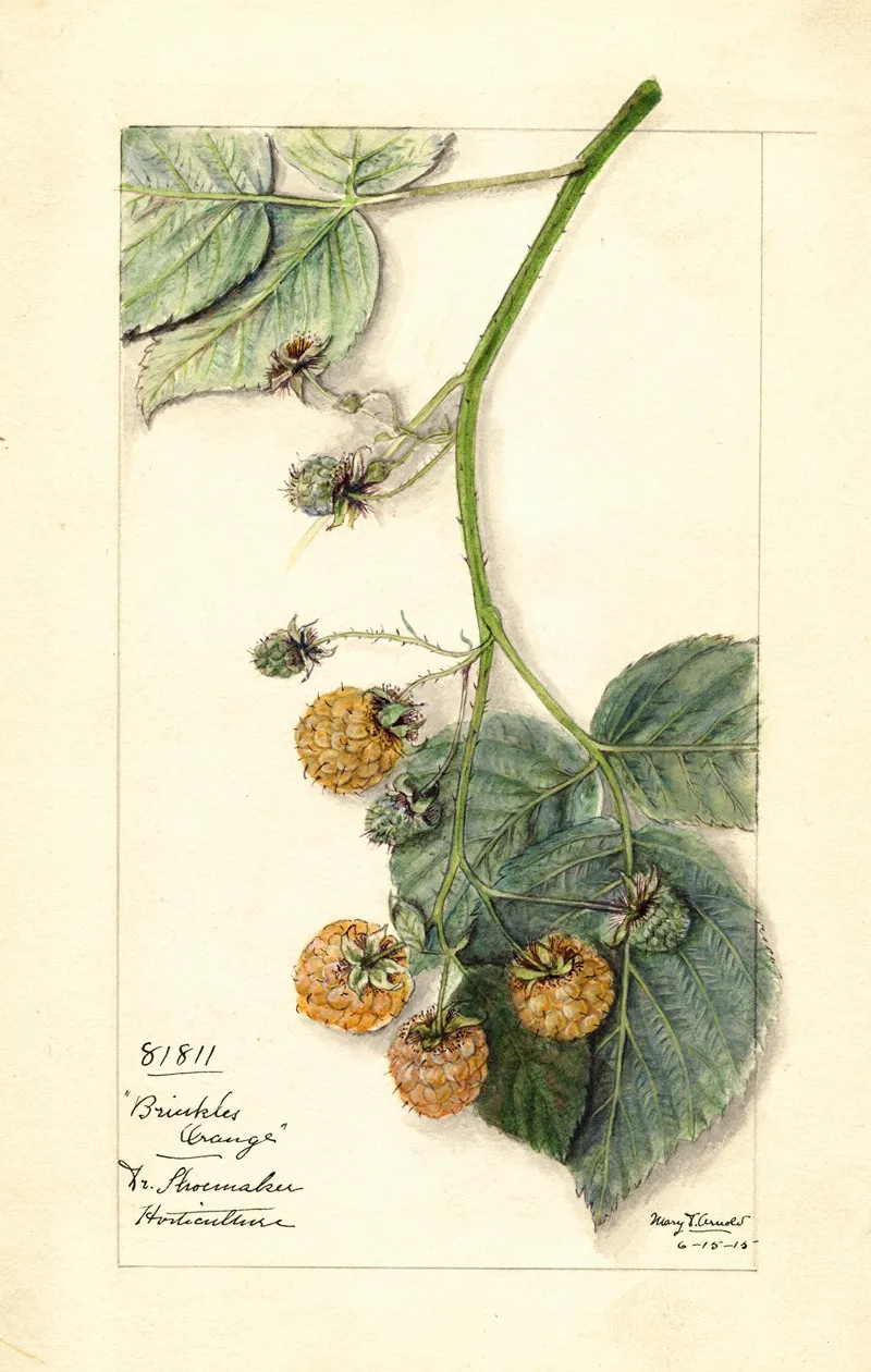 Rubus Brinkles Orange Wall Art by Mary Daisy Arnold - High-Resolution Digital Print