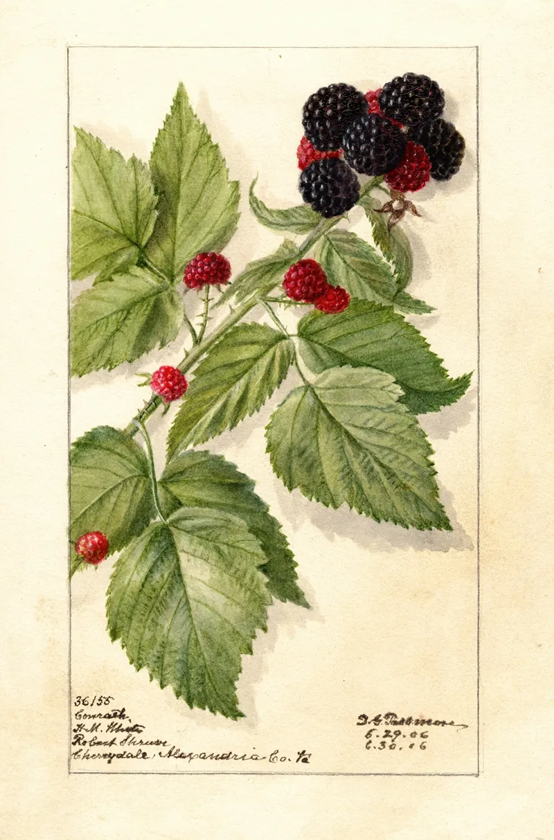 Rubus Conrath Wall Art by Deborah Griscom Passmore - High-Resolution Digital Print