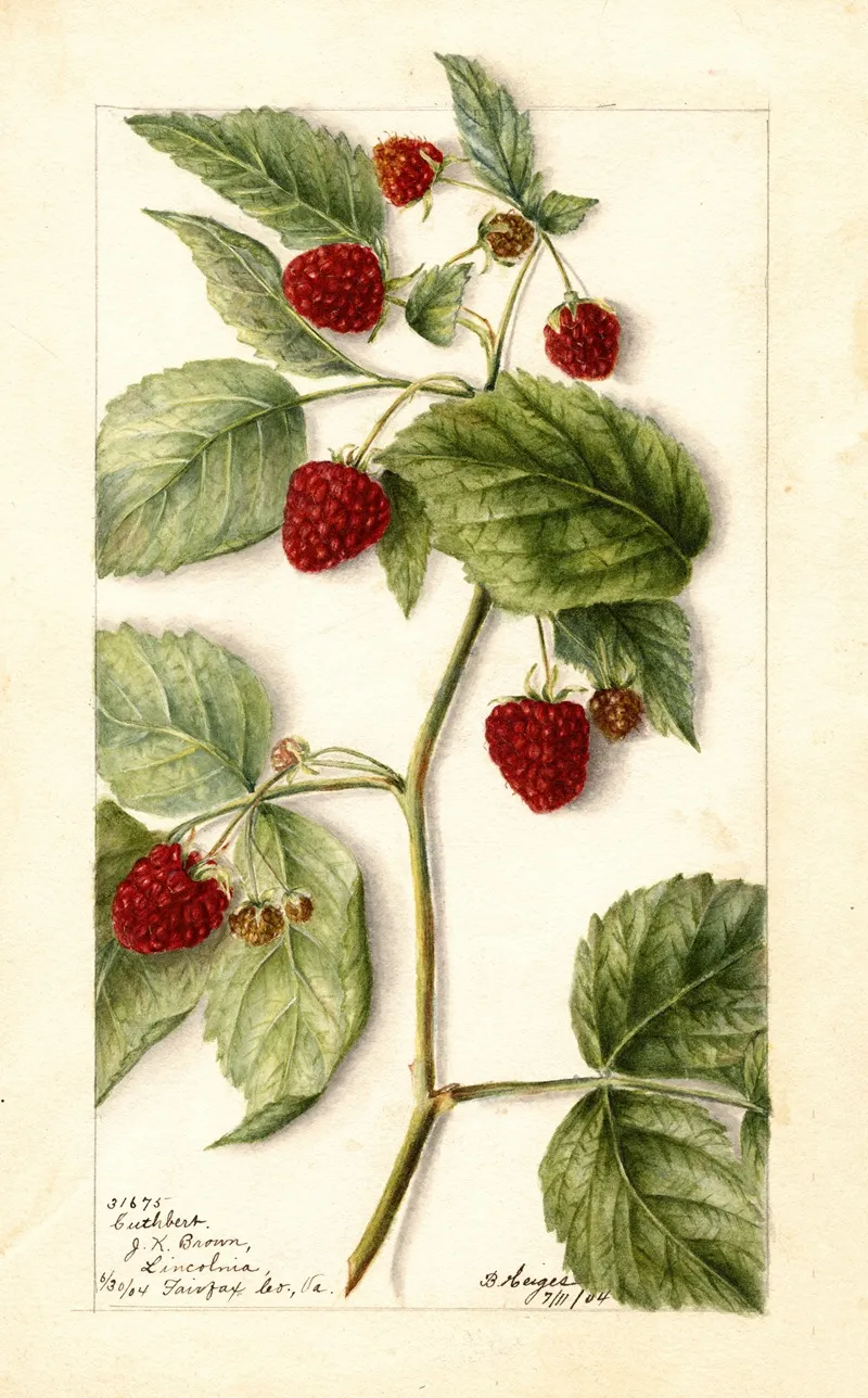 Rubus Cuthbert Wall Art by Bertha Heiges - High-Resolution Digital Print