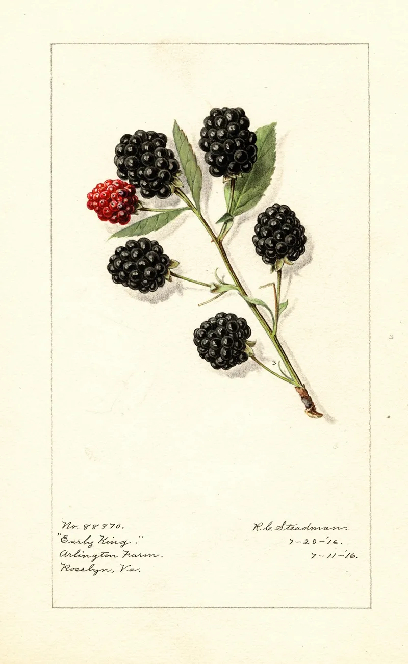 Rubus Early King Wall Art by Royal Charles Steadman - High-Resolution Digital Print